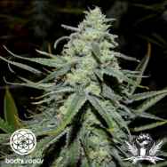 Bodhi Seeds Green Lotus